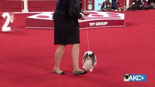 Watch AKC TV Meet The Breeds live online