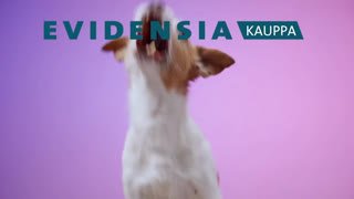 Watch MTV Sub live online